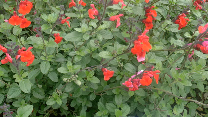 Header of Autumn Sage