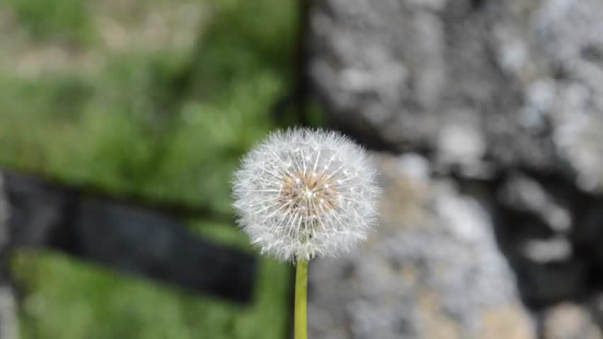 Header of taraxacum