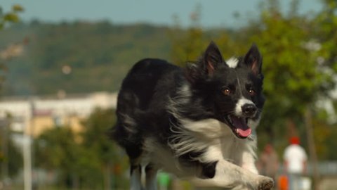 border collies do they ever slow down