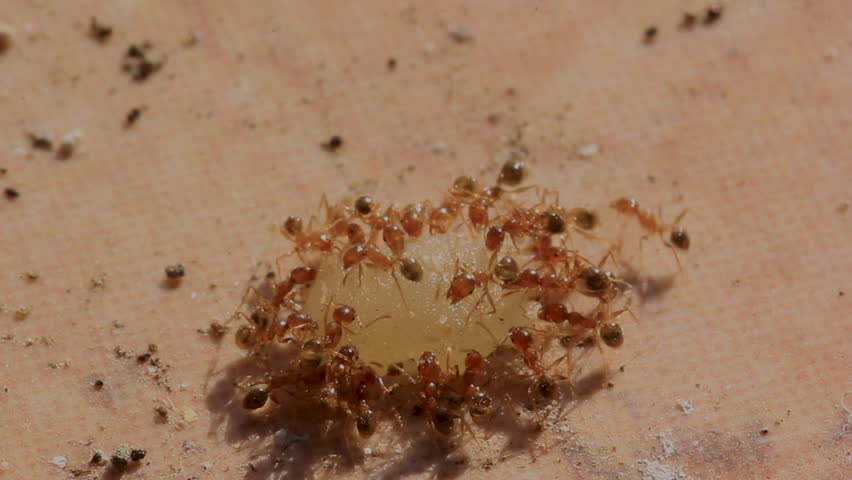 small red ants