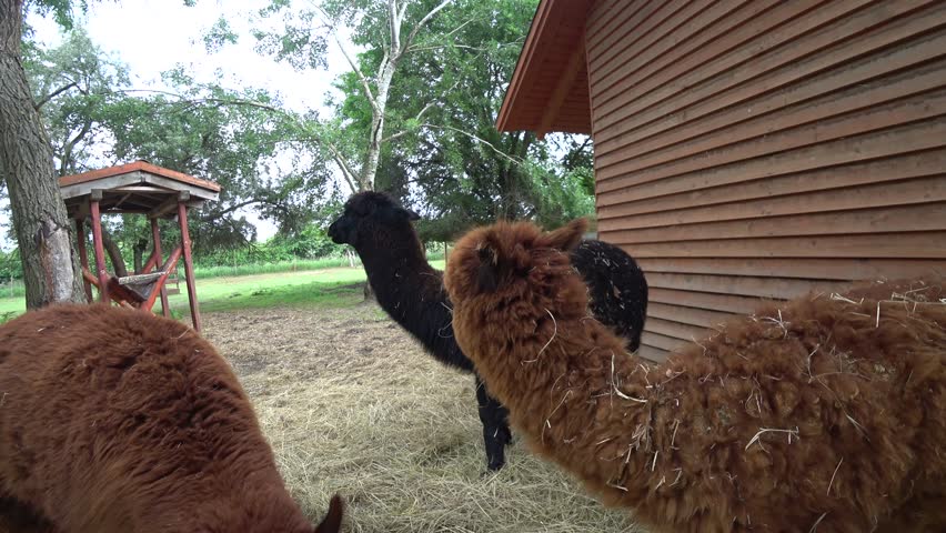 Header of lama