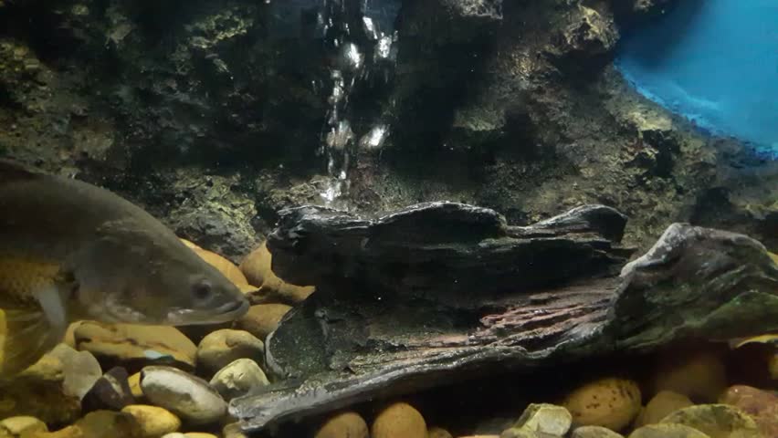 Header of barramundi