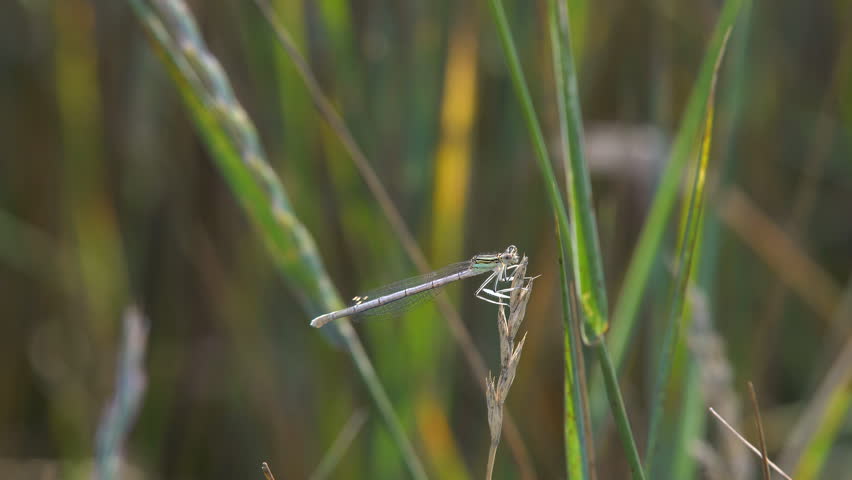 Damselfly on Blade of Grass image - Free stock photo - Public Domain ...