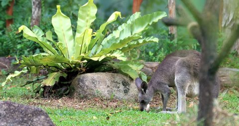 Unduh 50 Koleksi Gambar Flora Dan Fauna Di Australia Paling Bagus Gratis