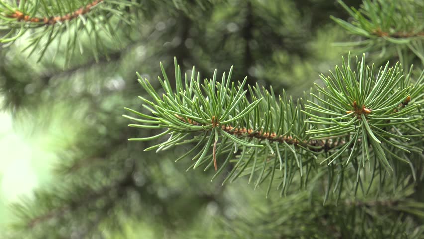 Young Pine Cones image - Free stock photo - Public Domain photo - CC0 ...