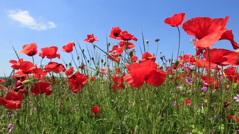 Field Of Red Poppy Flowers Stock Footage Video 100 Royalty Free