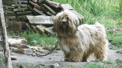 Long Hair Dogs Stock Video Footage 4k And Hd Video Clips