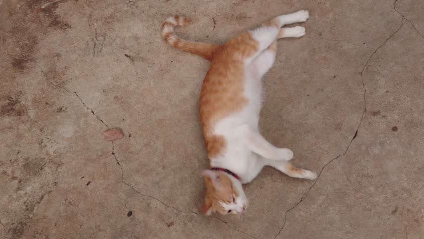 surprised-cat-on-the-floor-image-free-stock-photo-public-domain