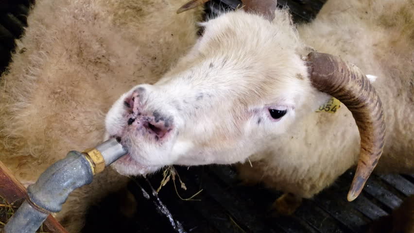 Close Up Of A Sheep Drinking From A Water Faucet In A Barn