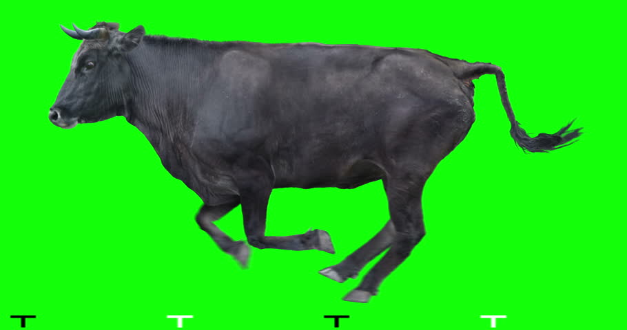 Black Bull Runs On a Stock Footage Video (100% Royalty-free) 1015419322