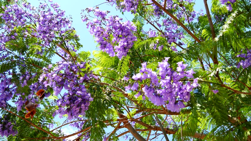 Flowering Jacaranda Tree (4k) Stock Footage Video (100% Royalty-free 