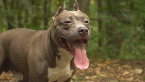 88+ American Pit Bull Terrier Price In Sri Lanka