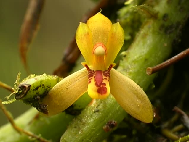 Header of maxillaria