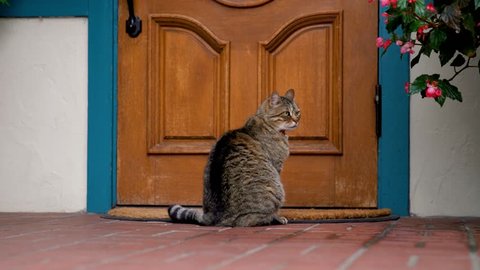 Little Cute Cat Sitting In Stock Footage Video 100 Royalty