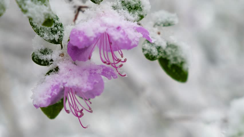 Snow Flower v РєР»РёРї