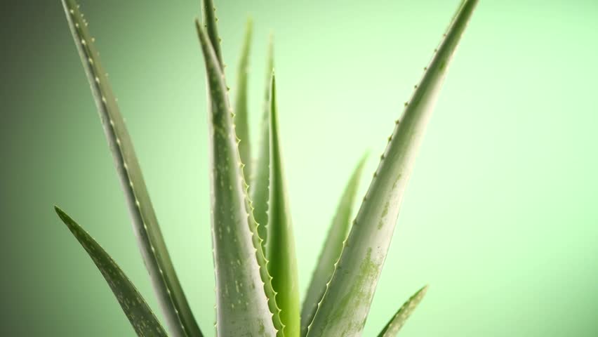 8 aloes