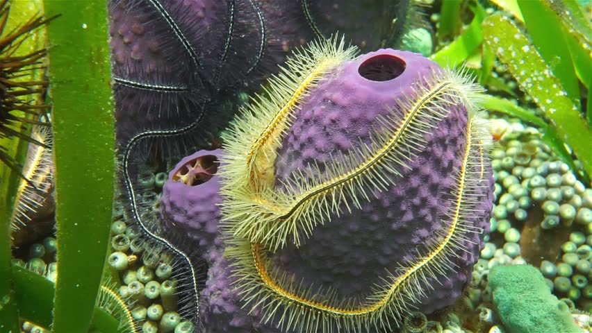 Stock Video Clip Of Underwater Creatures Close Up Video Of A