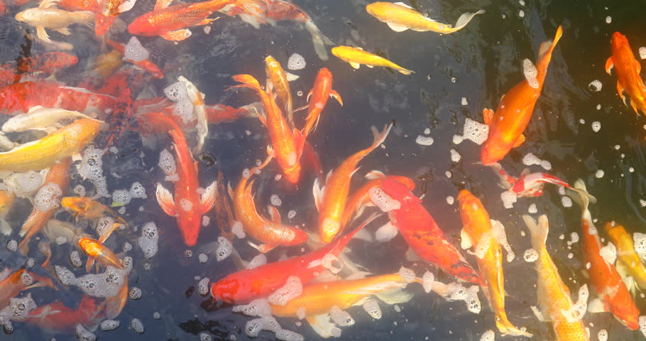 Colorful Fishes Breeding In Fish Stock Footage Video 100