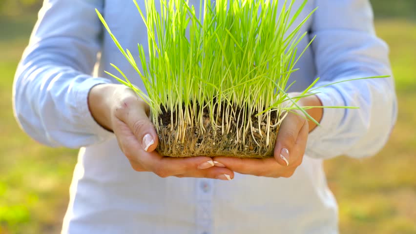 Семена росток. Seed care. Вайбранс сингента. Seedling «рассада». Каталог навыков.