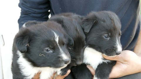 Six Dachshund Puppies With A Stock Footage Video 100 Royalty