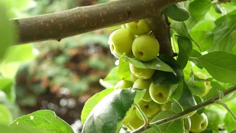 Green Tomatoes Growing In The Stock Footage Video 100 Royalty