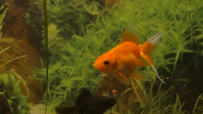 The Goldfish Eats A Forage Stock Footage Video 100 Royalty