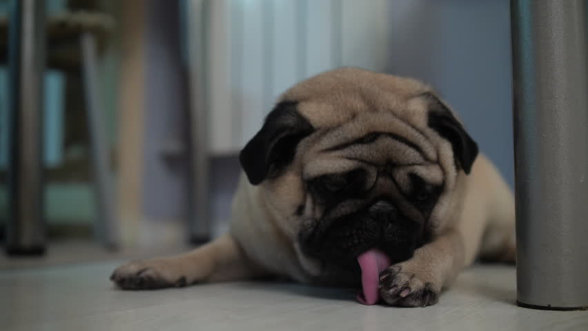 Ute Pug Dog Licking Its Paw And Lying On The Floor Home
