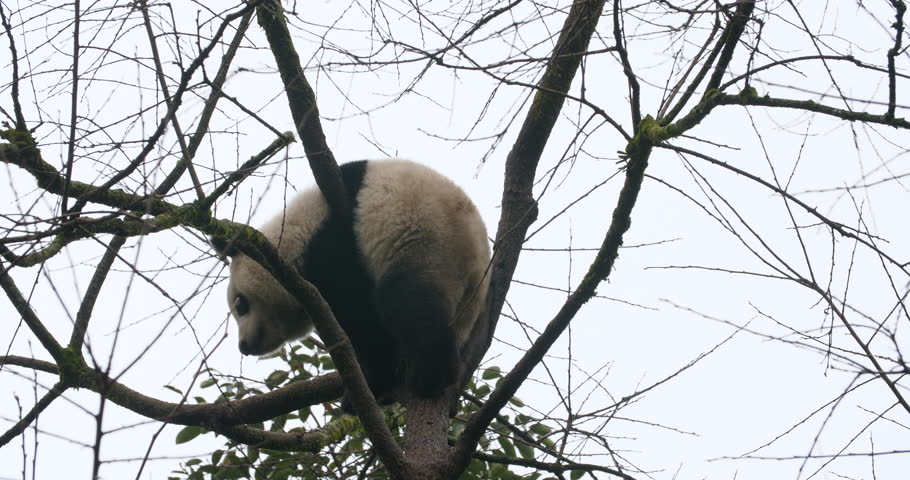 Black Bear hiding in the trees image - Free stock photo - Public Domain ...