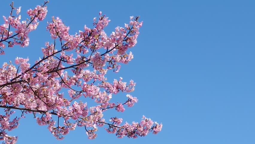 Japanese Pink Cherry Blossom Sakura Stock Footage Video 100 Royalty Free 1022559952 Shutterstock