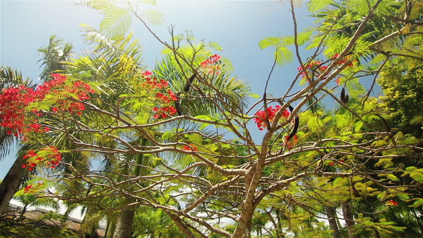 Hanging Flower Stock Video Footage 4k And Hd Clips Hanging Flower Stock Video Footage 4k And Hd Clips Shutterstock