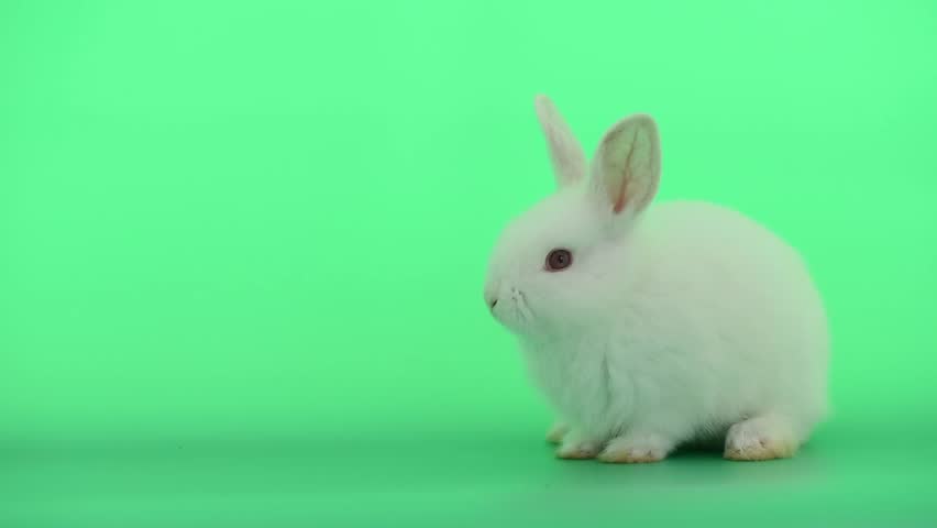 White Cute Baby Bunny Rabbit Stock Footage Video 100 Royalty Free 1023614392 Shutterstock