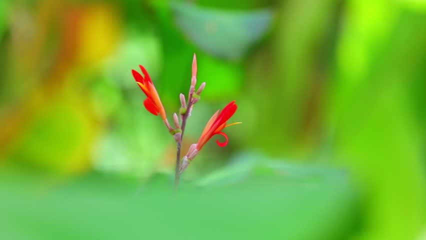 Canna Lily Vibrant Red Plant Stock Footage Video 100 Royalty