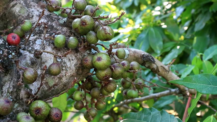 Ficus Racemosa Popularly Known As Stock Footage Video 100