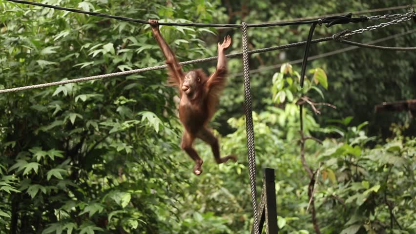 Bornean Orangutan Traveling From Branch Stock Footage Video 100