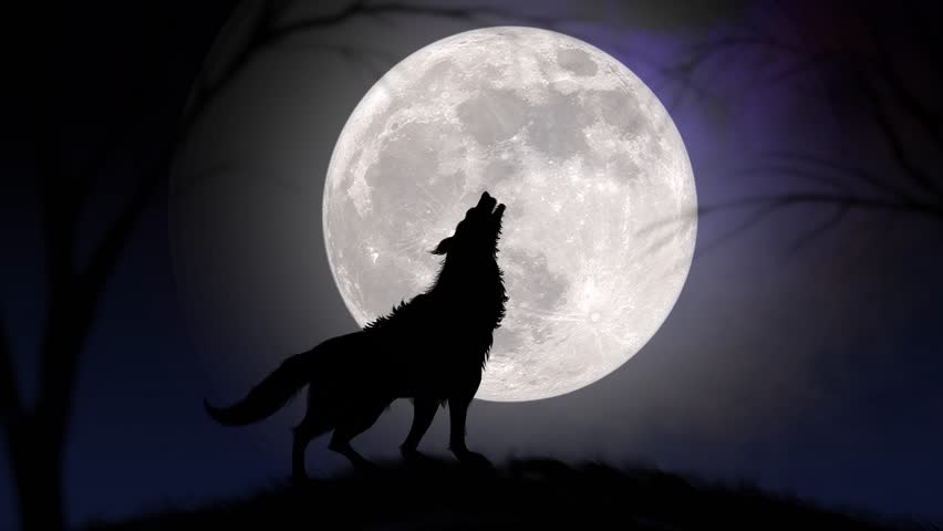 Wolves in the spooky forest at twilight image - Free stock photo ...