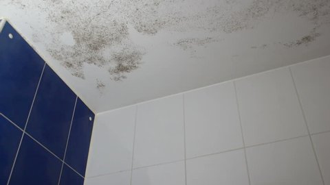 Mold On The Ceiling And Bathroom Walls The Focus Of Black Mold Severe Damage With Fungus Footage Set Footage Of Removal This Mold Look In Portfolio