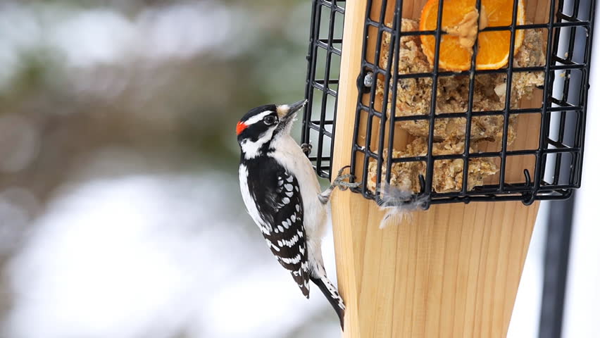 Wooden Suet Feeder Cage In Stock Footage Video 100 Royalty Free