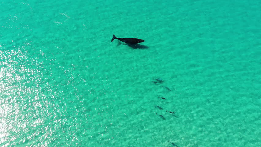 Whale And Dolphins Swimming Together Stock Footage Video 100