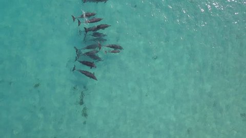 Dolphins swimming in slow motion and making turns in a blue ocean, drone shot on a sunny day.