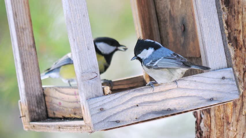 Birds Eat Sunflower Seeds From Stock Footage Video 100 Royalty