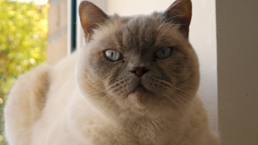 White British Shorthair Cat Blue Eyes