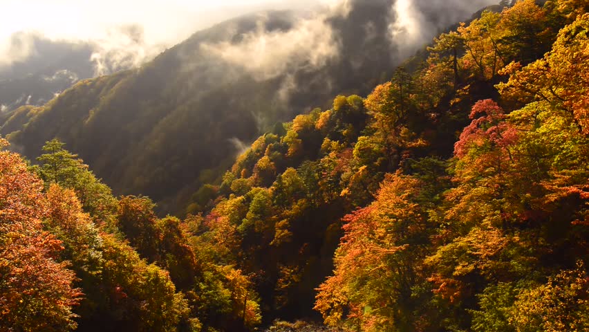 Colored autumn trees and leaves in the fog image - Free stock photo ...