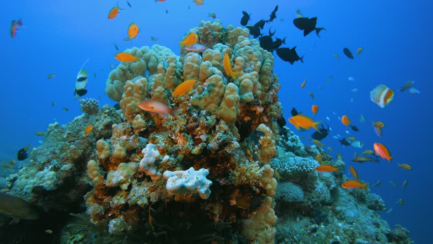 Underwater Sea Tropical Life. Underwater Stock Footage Video (100%