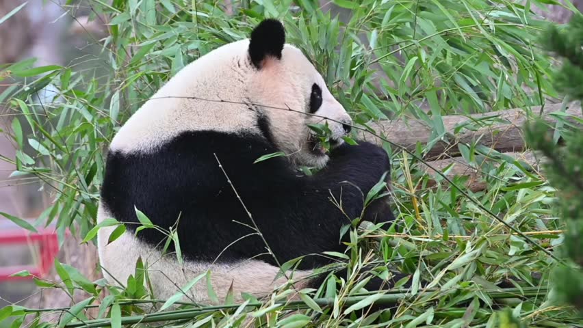 Bear panda sexy, big tits moive