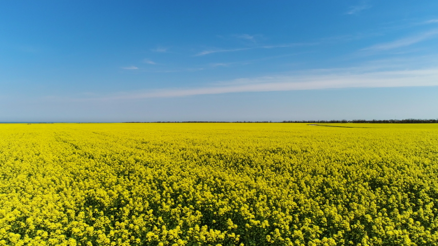 Blue Sky, Hills, And Yellow Flowers Image - Free Stock Photo - Public 