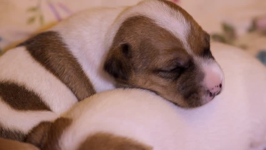 Jack Russell Terrier Puppy At Stock Footage Video 100 Royalty