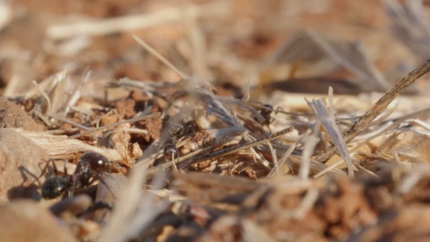 ants-in-cunt-asian-massage-eagle-rock-california