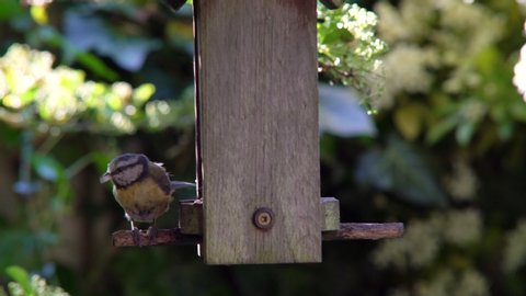 Sunflower Heart Stock Video Footage 4k And Hd Video Clips