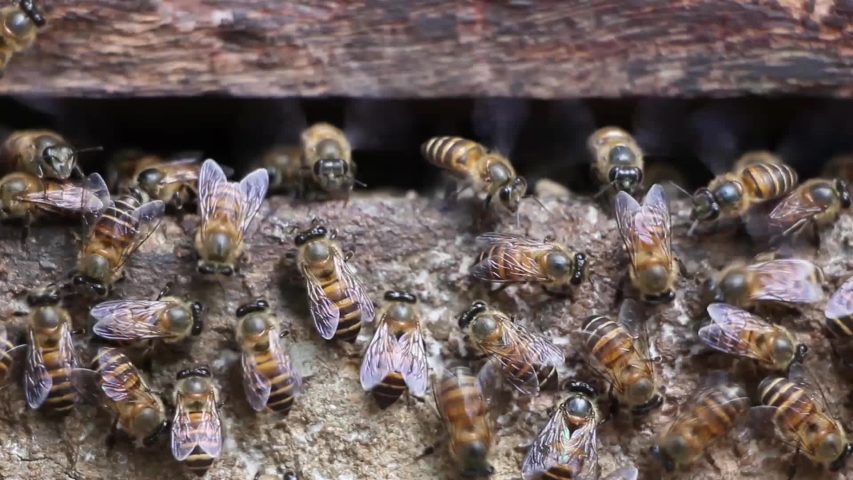 Dick little honeybee asian stream