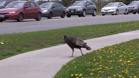 Ontario Wild Turkey Stock Video Footage 4k And Hd Video Clips